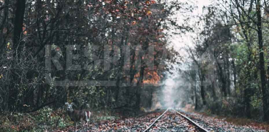 بلیط قطار هشتگرد قزوین - رسپینا 24